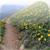 Trailguru