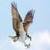 Huwk aroud the world 4K صقر 