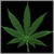 Marijuana Truth