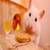 Guinea pig and Hamster around the world 4K 